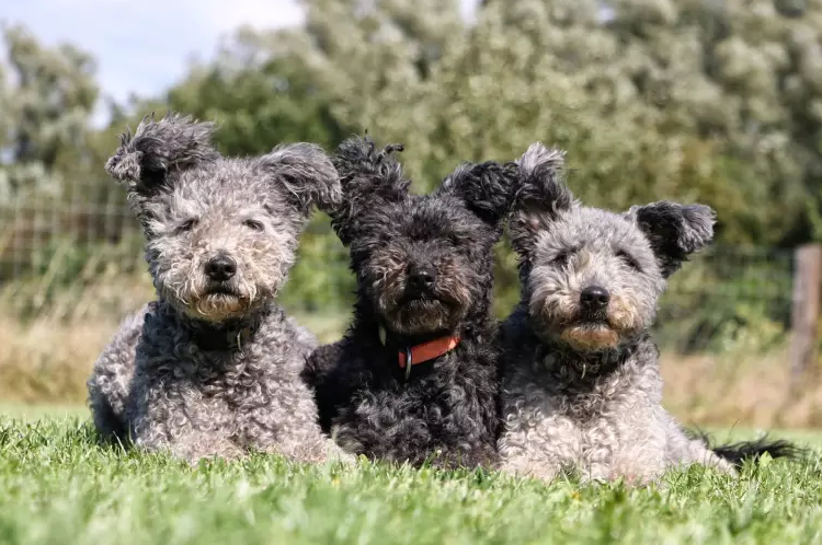 Illustration de l'article : 10 races de chiens considérées comme les plus enclines à l'apprentissage
